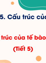 Bài 8. Cấu trúc của tế bào nhân thực (Tiết 5)